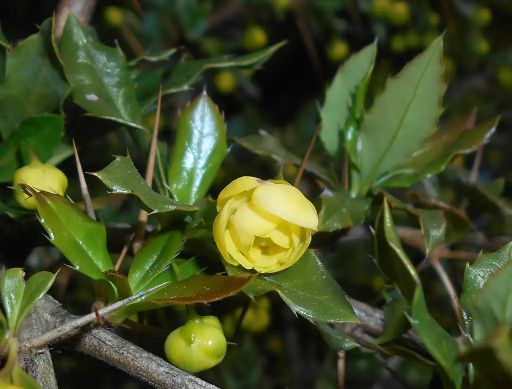 Фото Berberis candidula - Flowers and leaves:Salicyna
