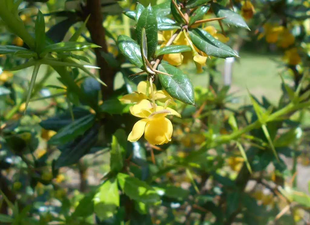 Фото Berberis candidula - Flowers and leaves:Salicyna