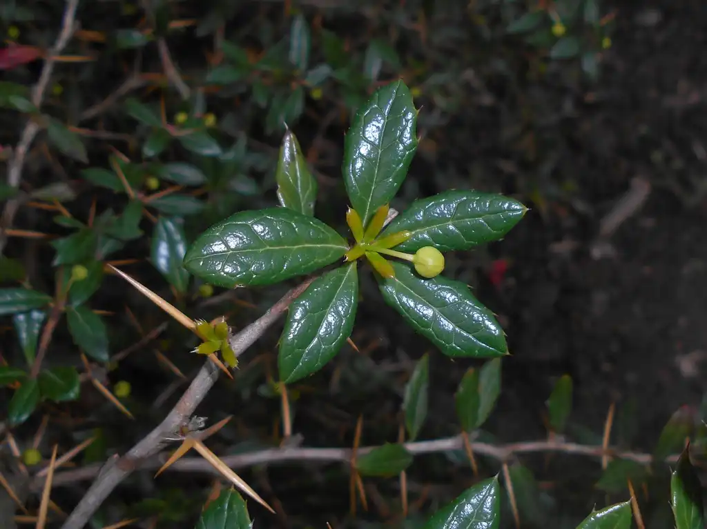 Фото Berberis candidula - Leaves, spines, and bark:Salicyna