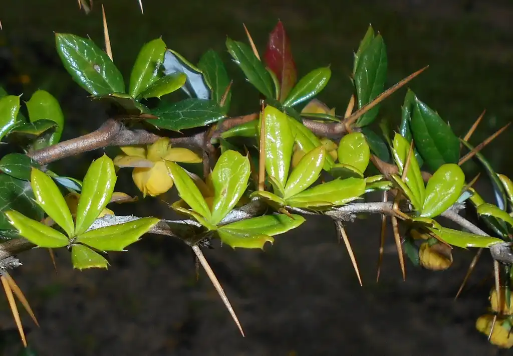 Фото Berberis candidula - Leaves, bark, spines, and flowers:Salicyna