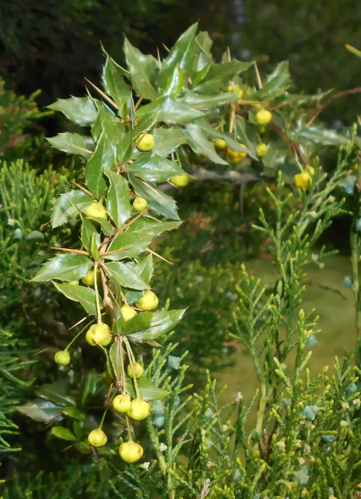 Фото Berberis candidula - Leaves and flowers:Salicyna