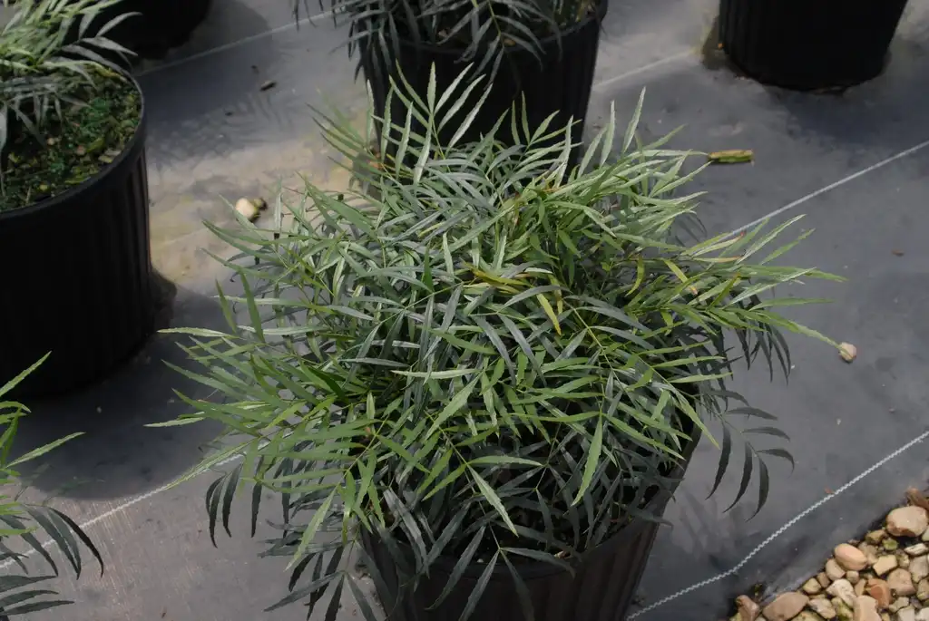 Foto de Berberis eurybracteata (Berberis eurybracteatas)