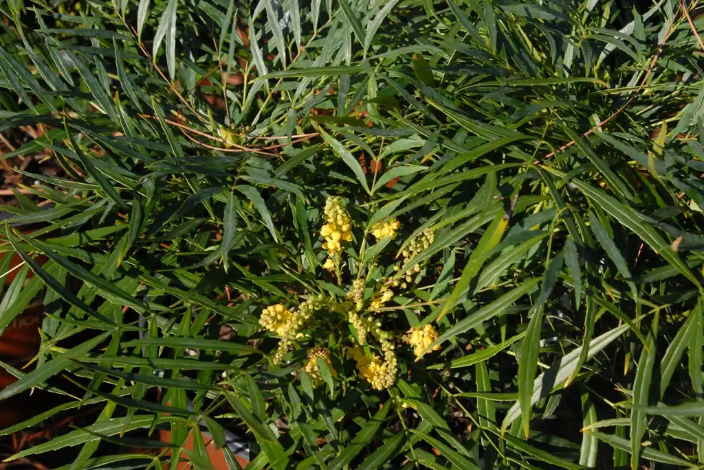 Foto de Berberis eurybracteata (Berberis eurybracteatas)