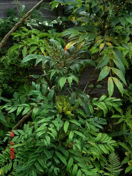 Фото Berberis fortunei (Berberis fortuneis)