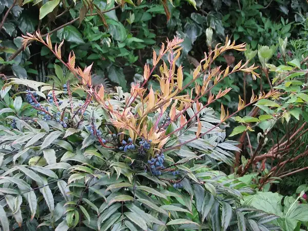 Фото Berberis fortunei (Berberis fortuneis)