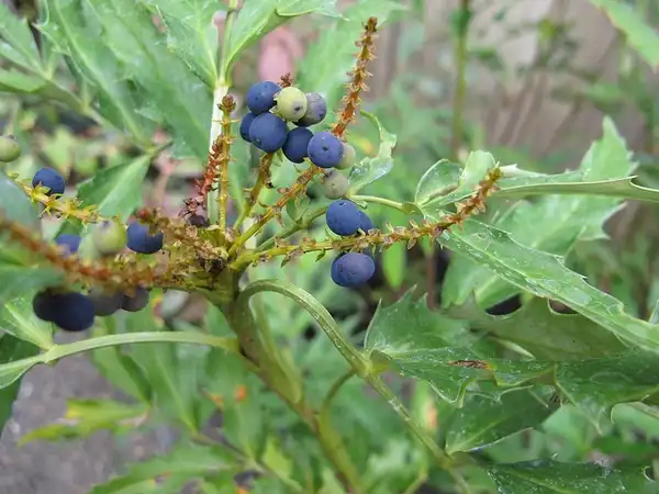 Фото Berberis fortunei - Mahonia fortunei:Megan Hansen