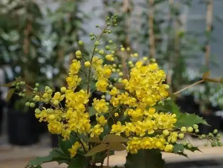 Фото Berberis 'JC Raulston' (Berberis 'JC Raulston's)