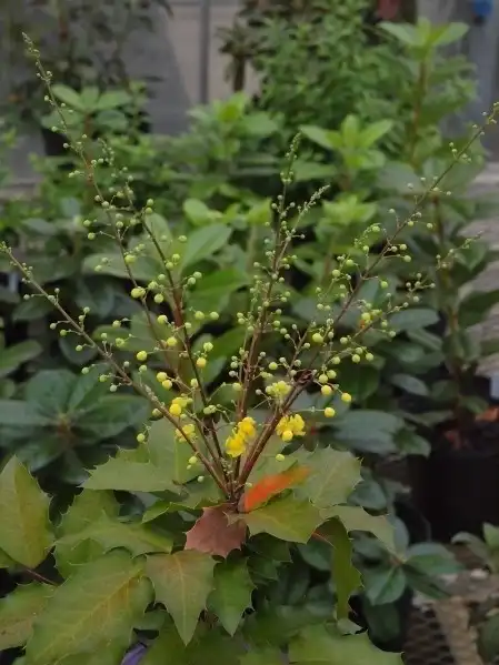Фото Berberis 'JC Raulston' (Berberis 'JC Raulston's)