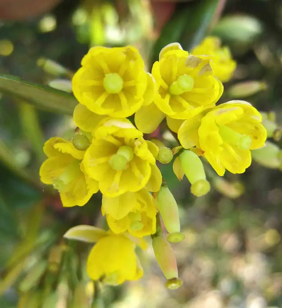 Фото Berberis julianae (Berberis julianaes)