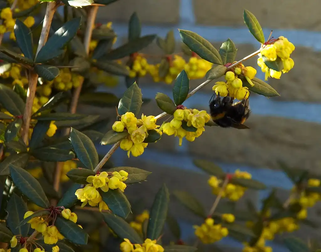 Фото Berberis julianae (Berberis julianaes)