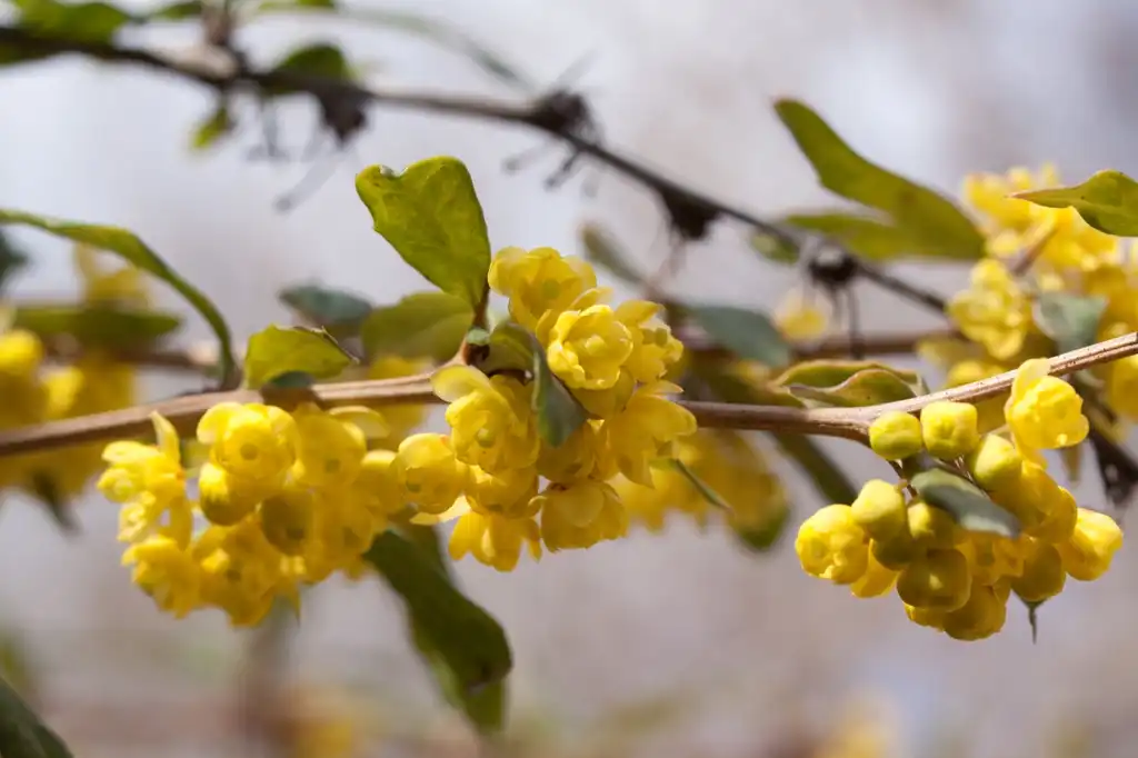 Фото Berberis julianae - Flower buds:Denis.prévôt