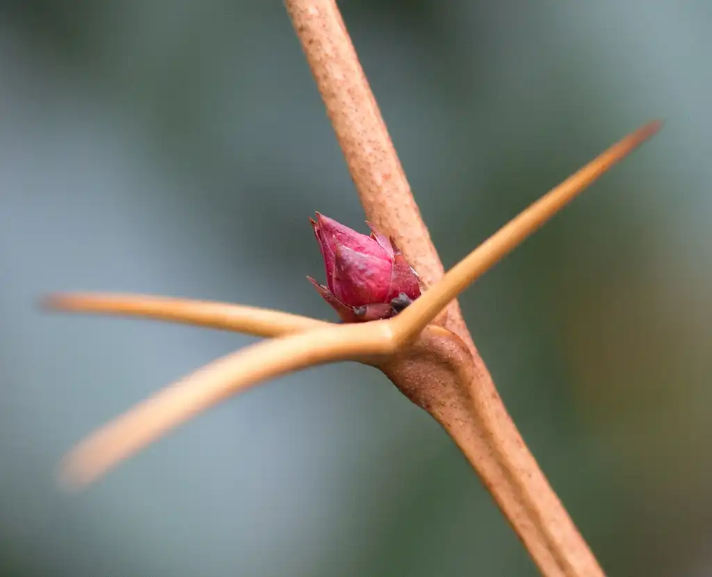 Фото Berberis julianae - Stem and spiny appendage:Plant Image Library