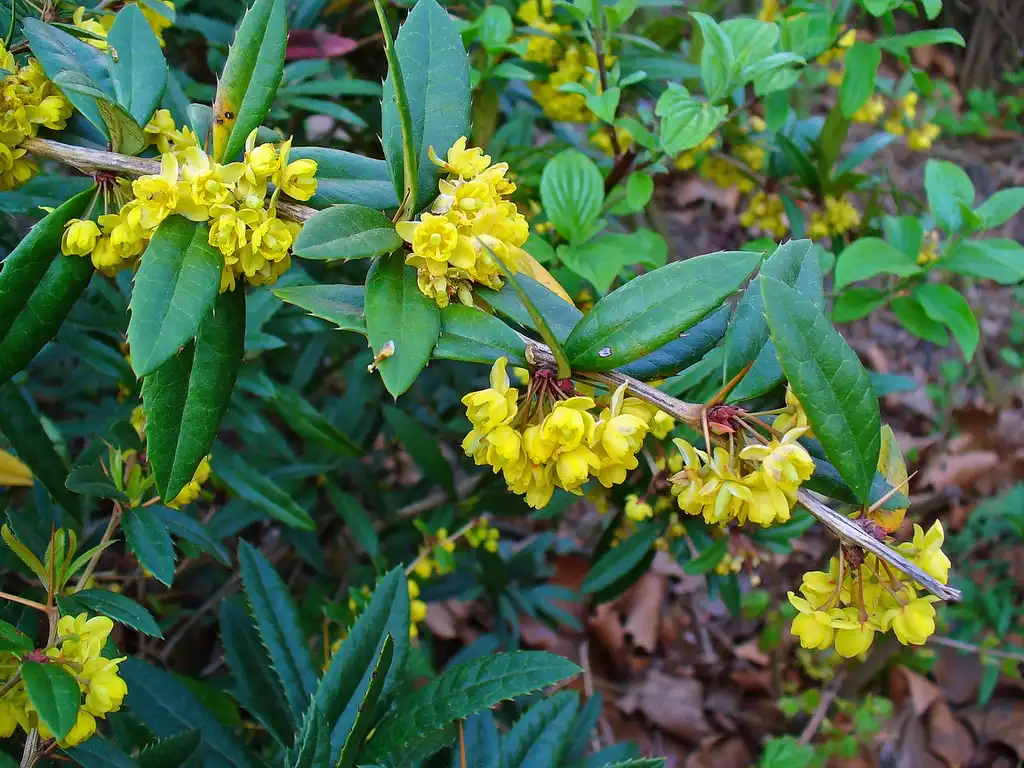 Фото Berberis julianae - Flowers, stem, and leaves:H. Zell