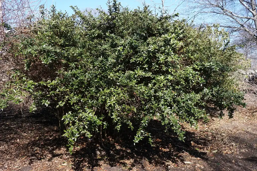 Фото Berberis julianae - Form:Plant Image Library