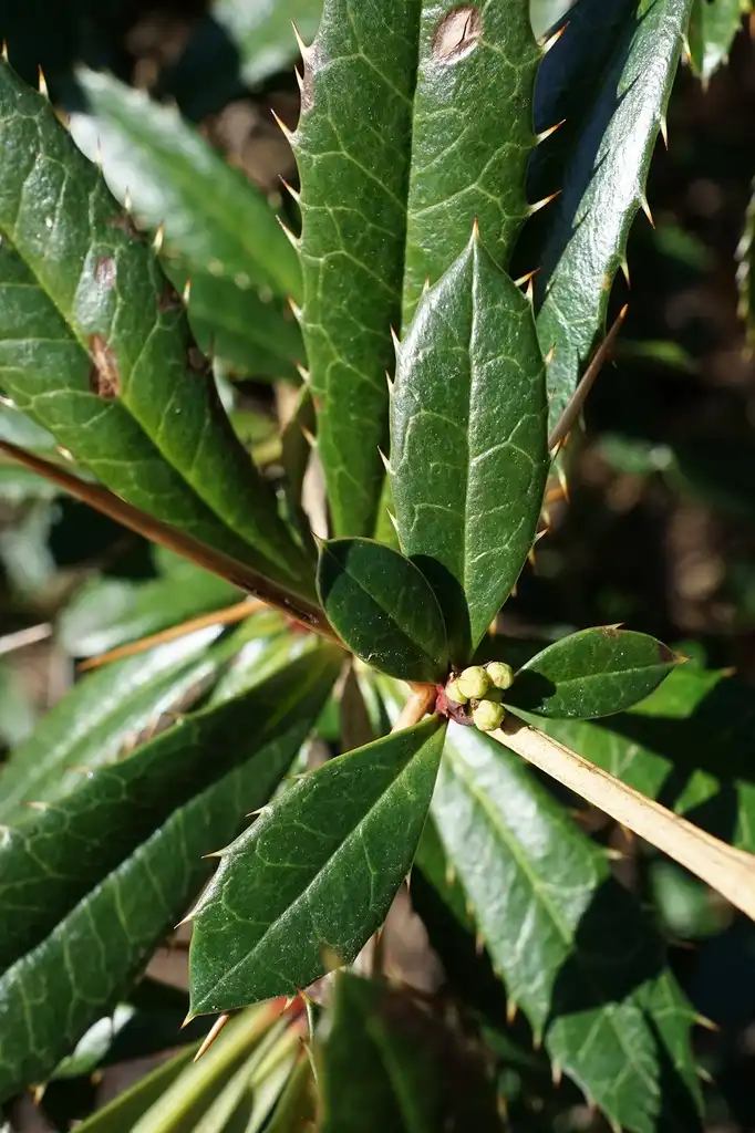 Фото Berberis julianae - Leaves:Plant Image Library