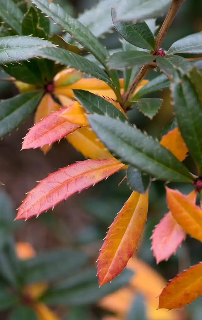 Фото Berberis julianae - Leaves (different colors):Plant Image Library