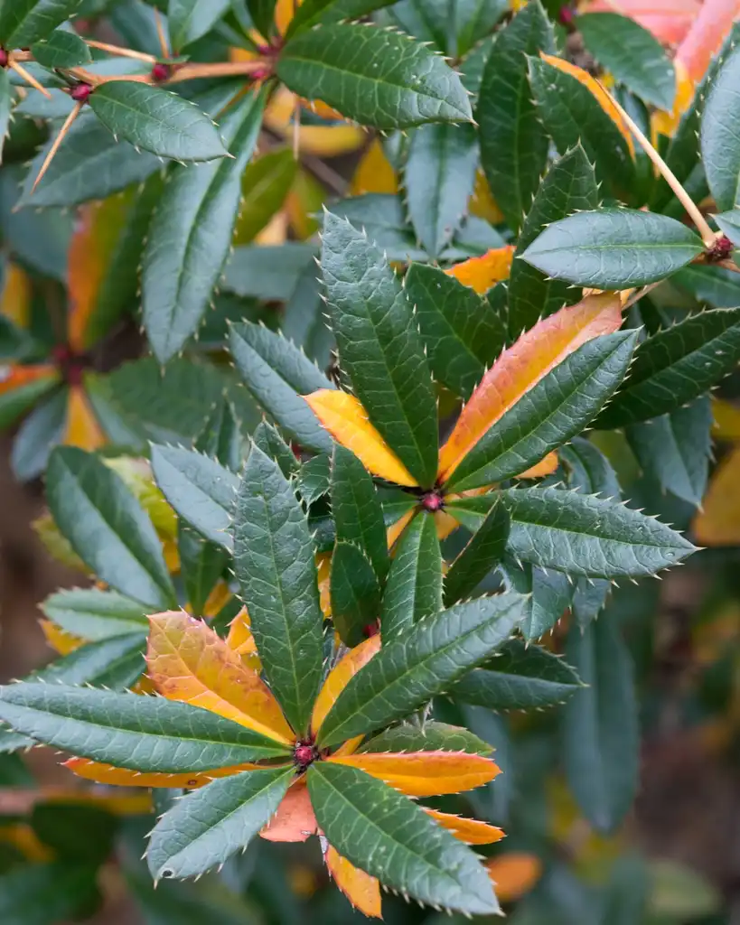 Фото Berberis julianae - Leaves (different colors):Plant Image Library