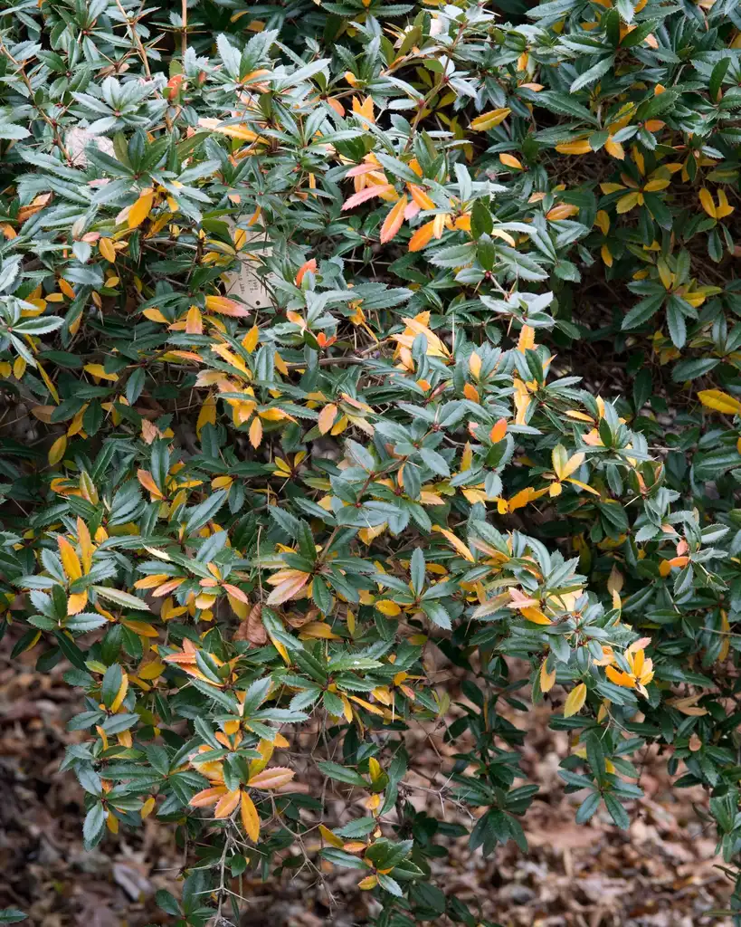 Фото Berberis julianae - Leaves (different colors) and form:Plant Image Library