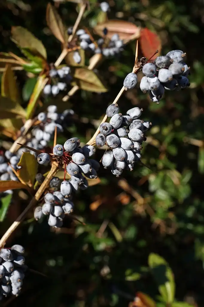 Фото Berberis julianae - Fruit:Plant Image Library