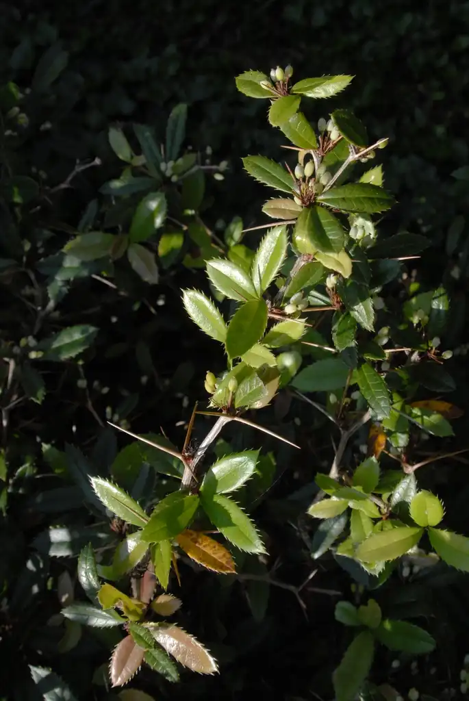 Фото Berberis julianae - Leaf Thorn (Biltmore, NC):Jim Robbins