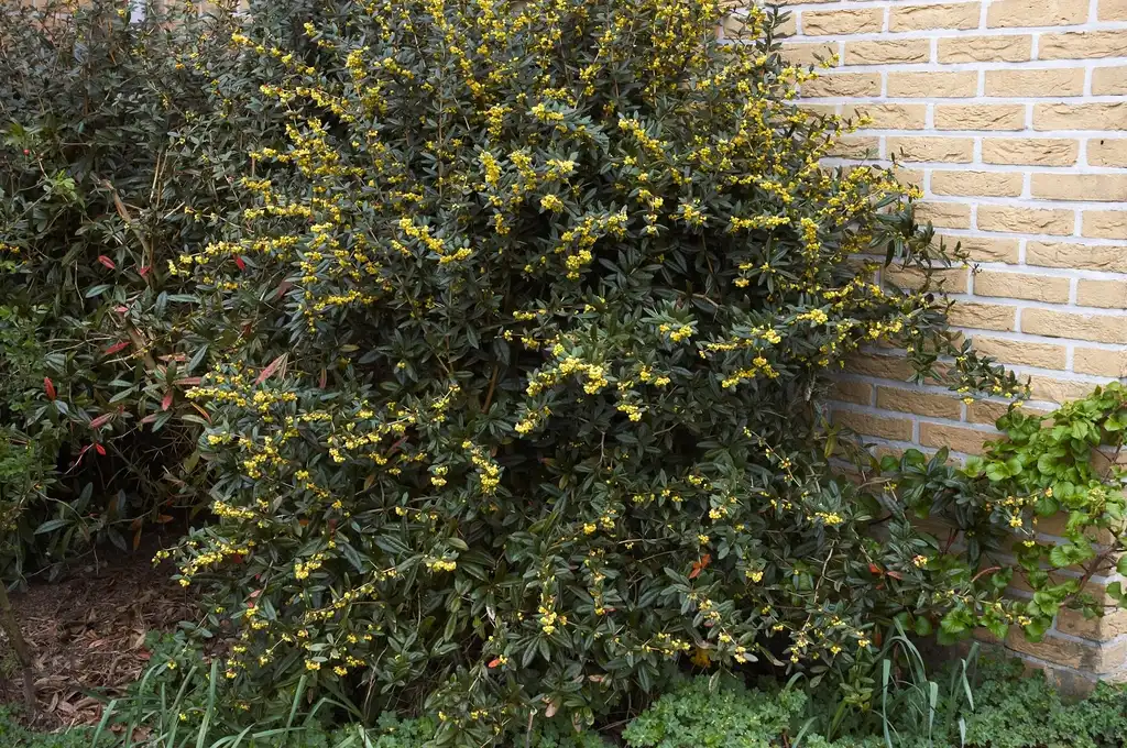 Фото Berberis julianae - Form:Wouter Hagens