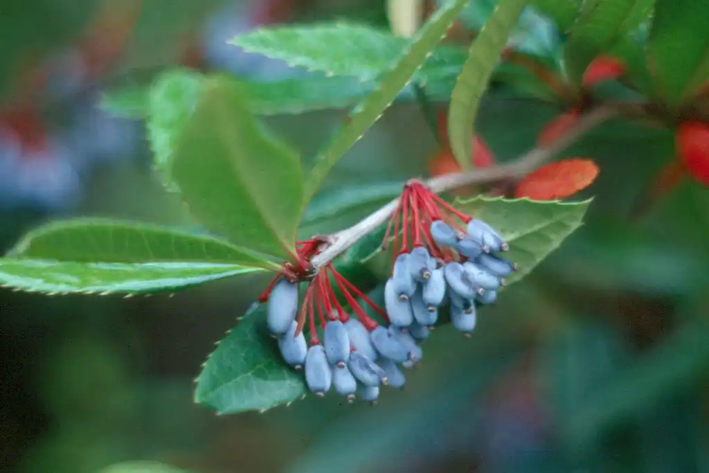 Фото Berberis julianae - Fruit:Cillas