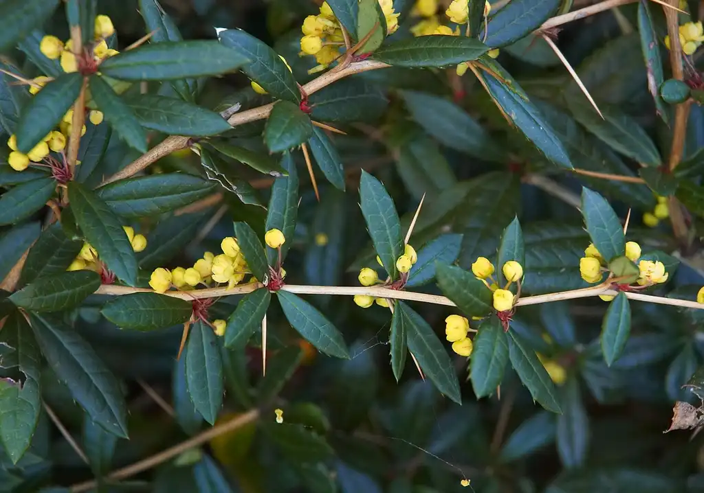 Фото Berberis julianae - Leaves, stem and flowers:Wouter Hagens