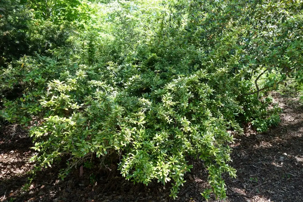 Фото Berberis julianae - Berberis julianae 'Nana' form:Daderot