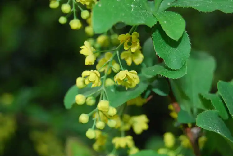 Photo of Berberis koreana (Berberis koreanas)