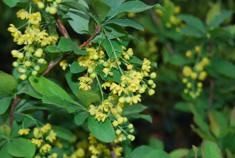 Photo of Berberis koreana (Berberis koreanas)