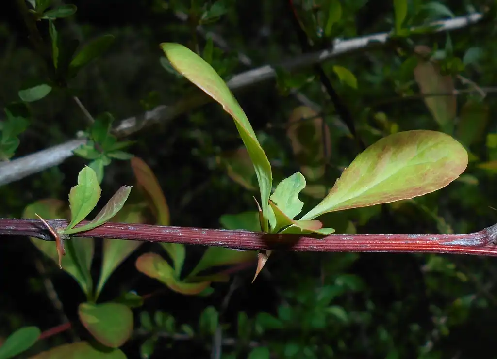 Photo of Berberis koreana - Stem and leaves:Salicyna