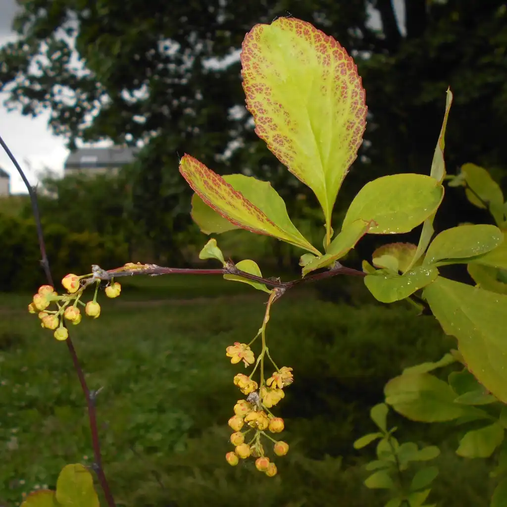 Photo of Berberis koreana - Leaves:Salicyna