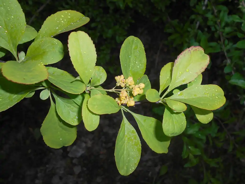 Photo of Berberis koreana - Many leaves:Salicyna