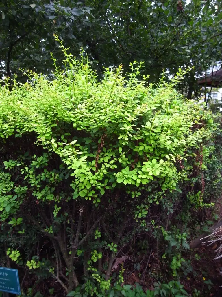 Photo of Berberis koreana - Form:Dalgial