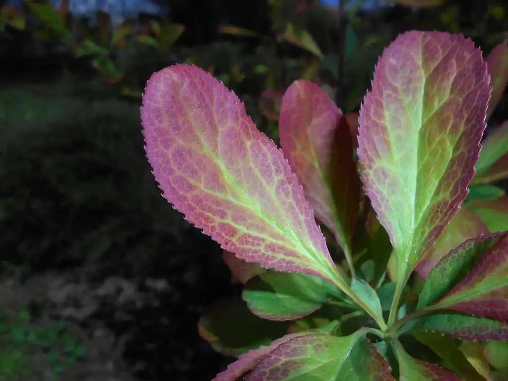 Photo of Berberis koreana - Leaves with variegated colors:Salicyna