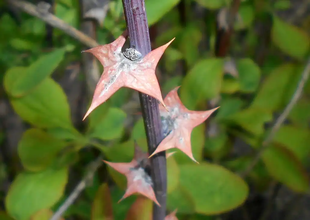 Photo of Berberis koreana - Stem and spiny appendages:Salicyna