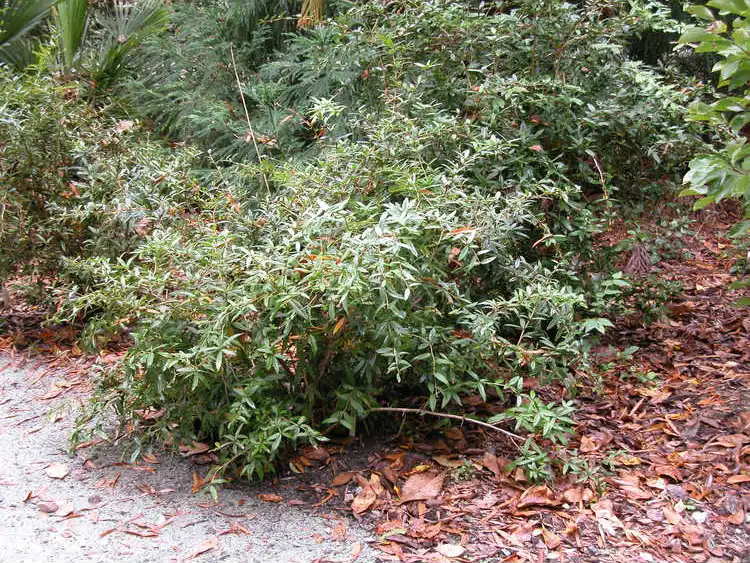Photo of Berberis koreana - Form:JCRA