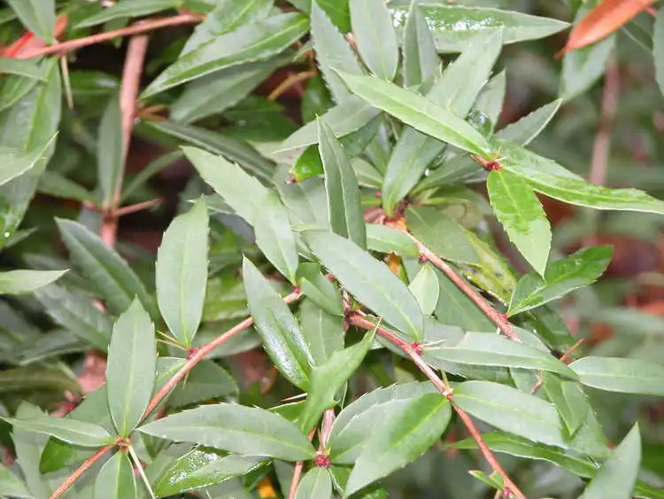 Photo of Berberis koreana - Leaves close up:JCRA