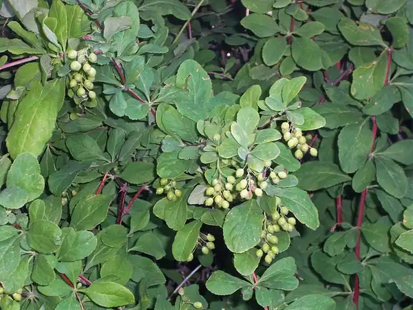 Photo of Berberis koreana - Leaves:Andrey Zharkikh
