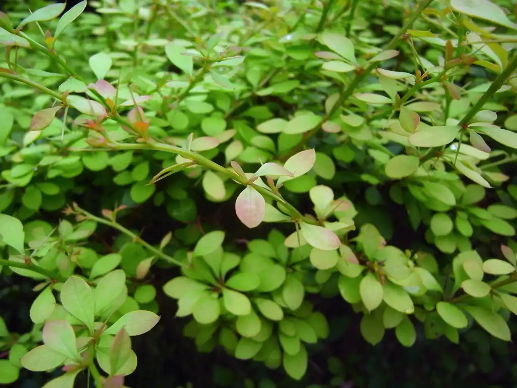 Photo of Berberis koreana - Leaves:Dalgial