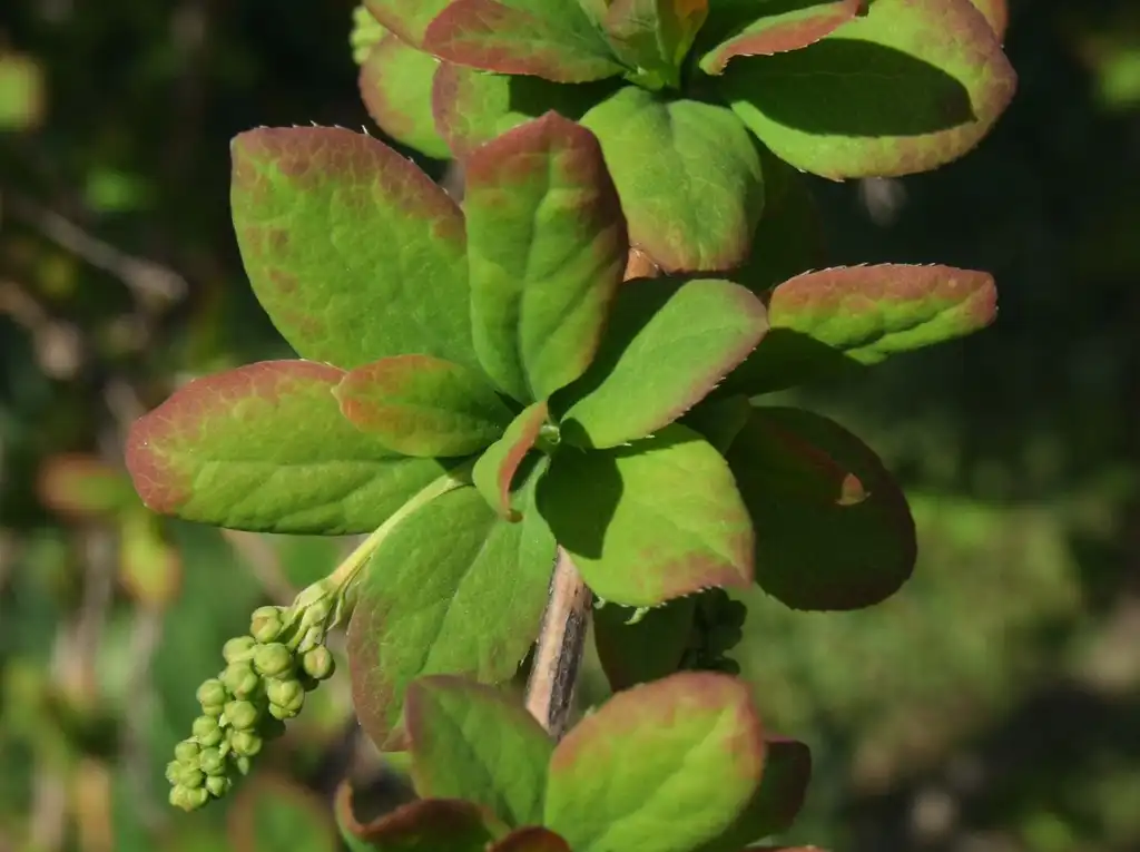 Photo of Berberis koreana - Close up of leaves:Jerzy Opiola
