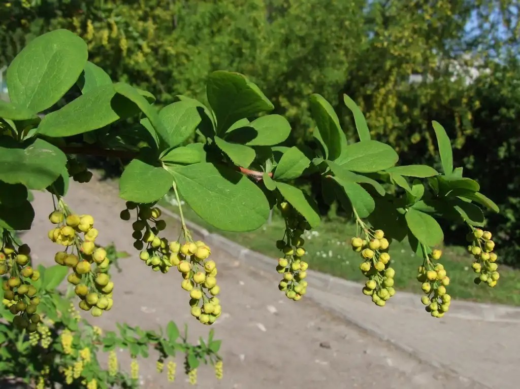 Photo of Berberis koreana - Leaves:Jerzy Opiola