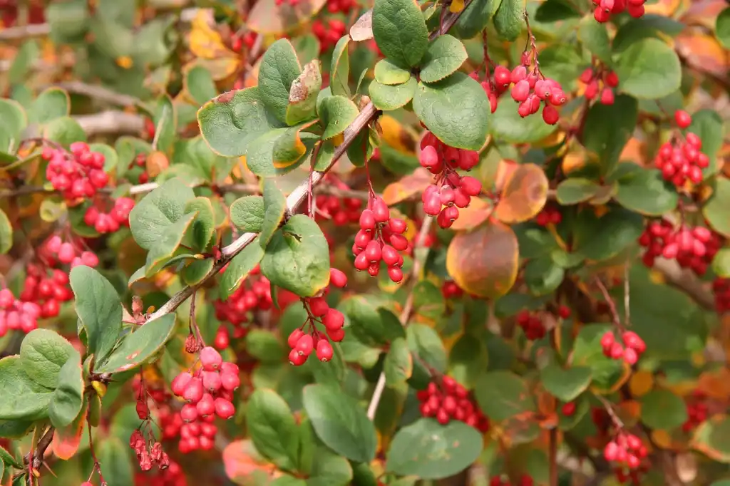 Photo of Berberis koreana - Fruit:Michael Wolf (Webseite)