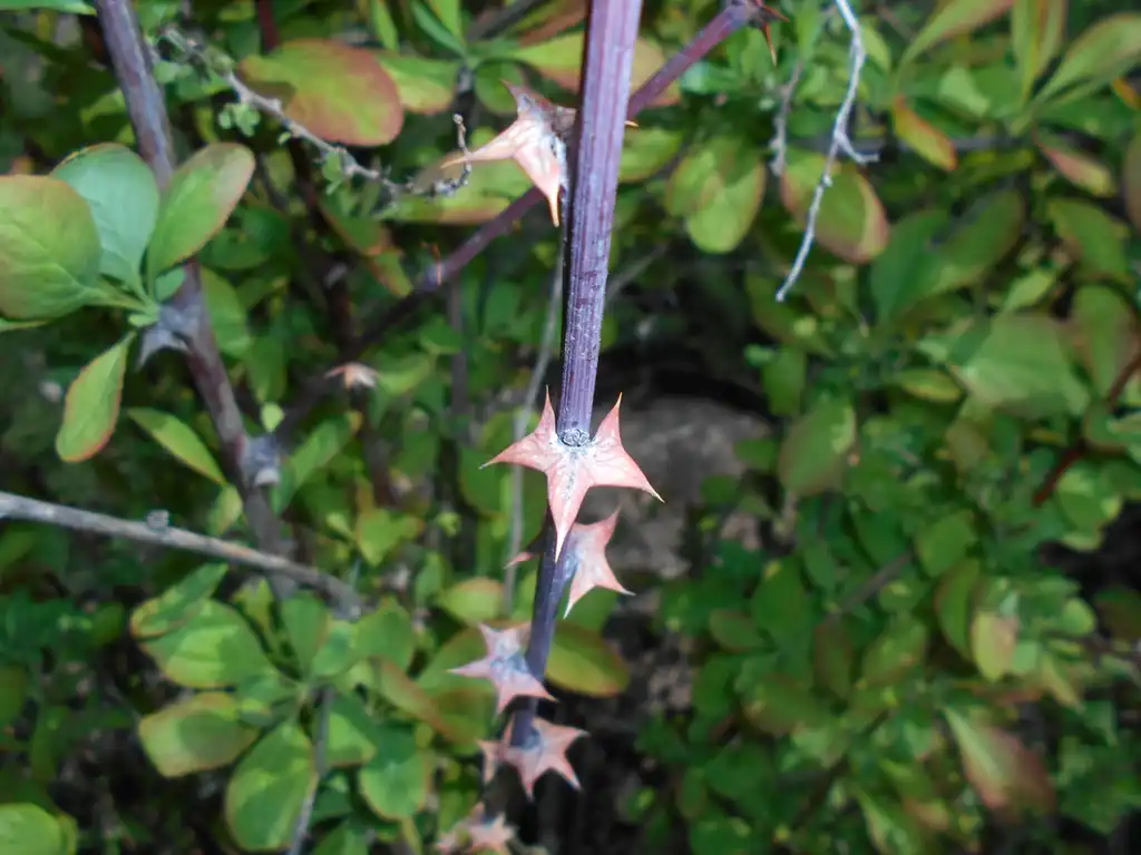 Photo of Berberis koreana - Spiny appendages:Salicyna