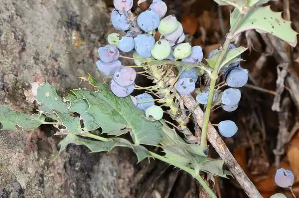 Фото Berberis repens (Berberis repenss)