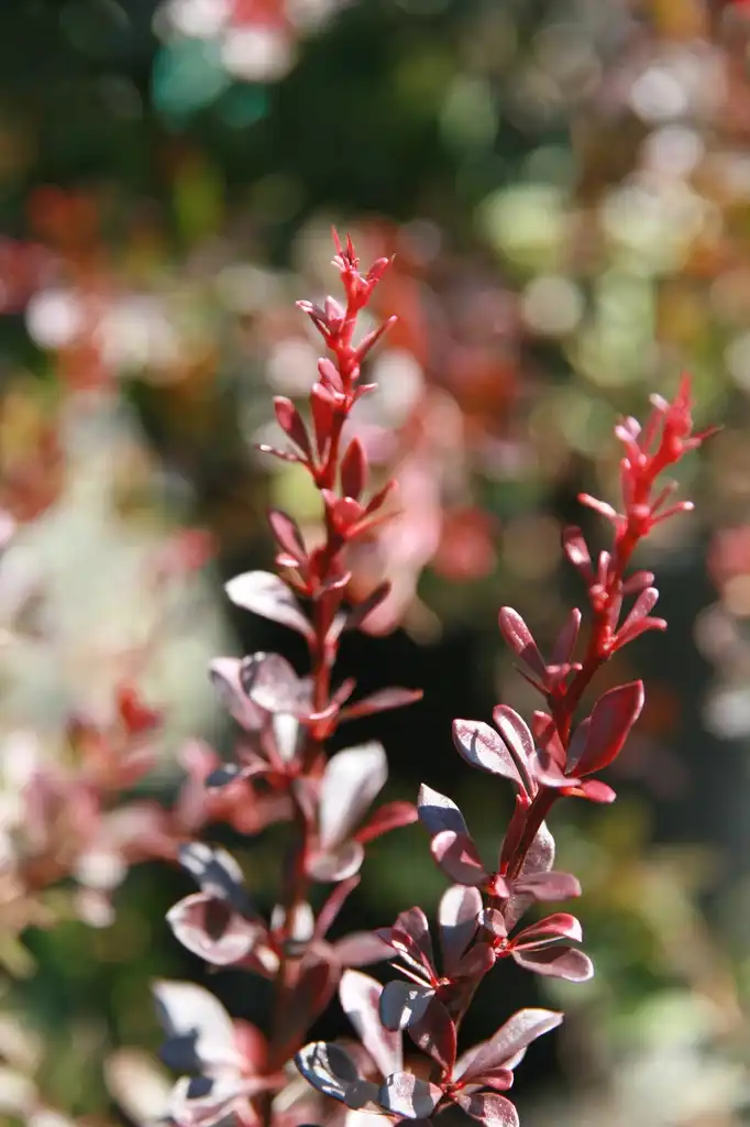 Фото Berberis thunbergii 'Crimson Pygmy' (Berberis thunbergii 'Crimson Pygmy's)