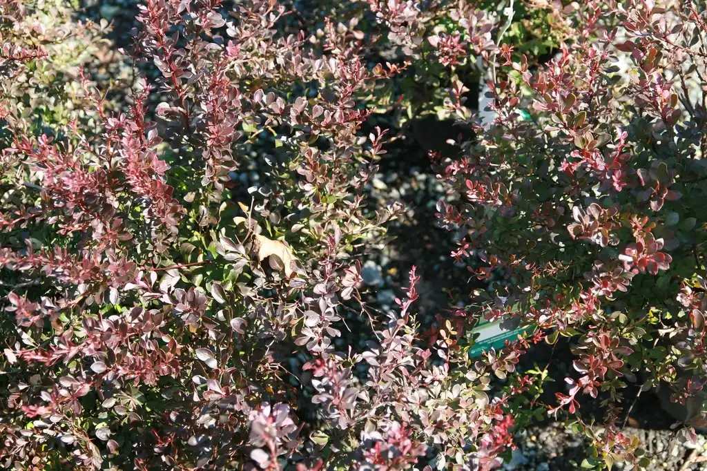 Фото Berberis thunbergii 'Crimson Pygmy' (Berberis thunbergii 'Crimson Pygmy's)