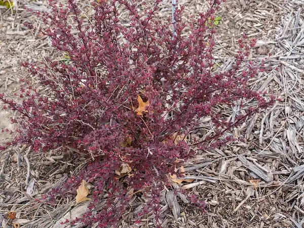 Фото Berberis thunbergii var. atropurpurea (Berberis thunbergii var. atropurpureas)