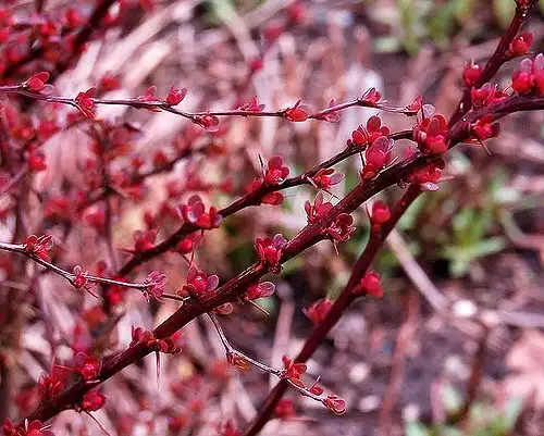 Фото Berberis thunbergii var. atropurpurea - Berries:Heather Mike