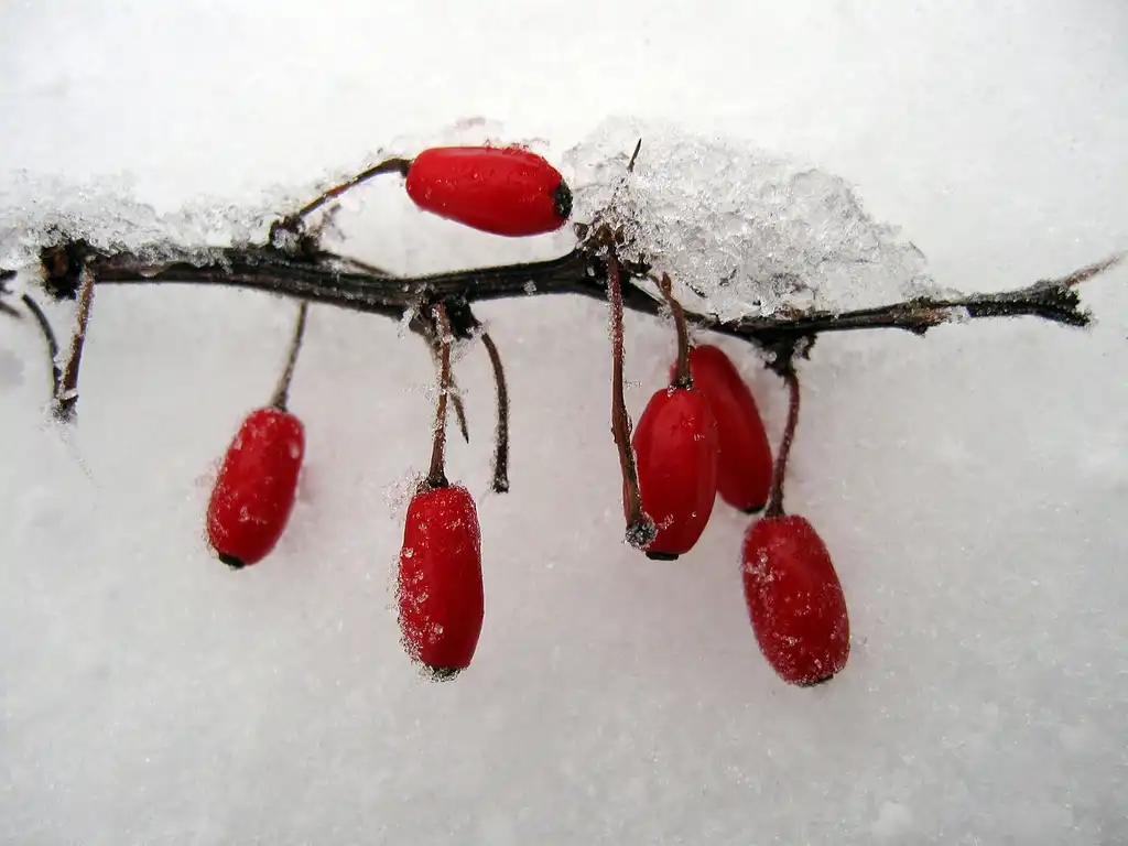 Фото Berberis thunbergii (Berberis thunbergiis)